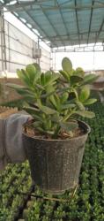 کراسولا، گیاه یشم، فروش عمده گل کراسولا، آواتا طلائی